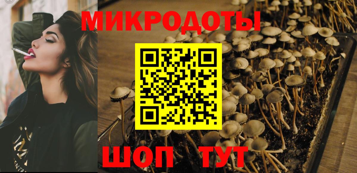 Галлюциногенные грибы Psilocybe Михайловка